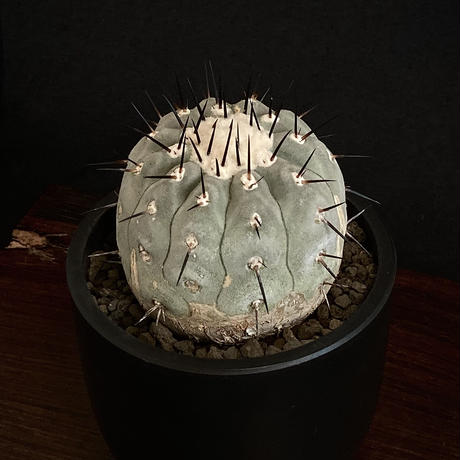 copiapoacinerea | STORES