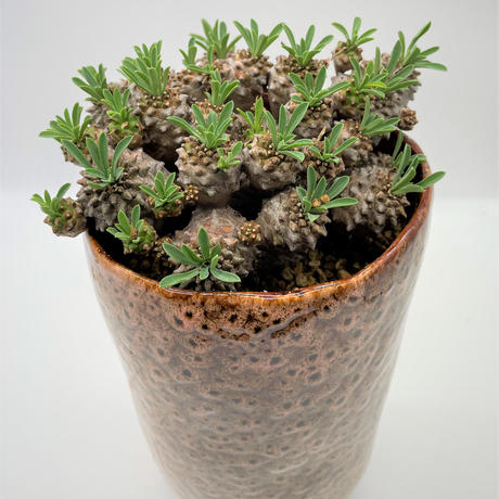 峨眉山 奇木怪塊