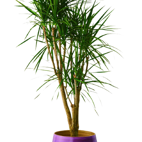 Stores 観葉植物の検索結果