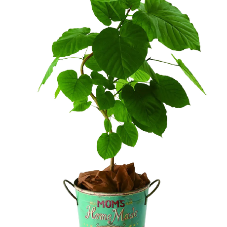 Stores 観葉植物の検索結果