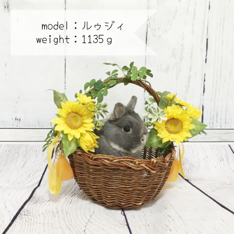 5b4b4dff5496ff4914000b7b