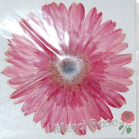 Stores 押し花の検索結果