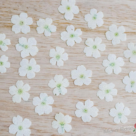 Stores 押し花の検索結果