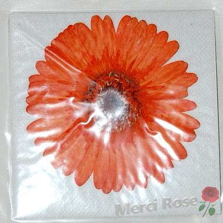 Stores ドライフラワーの検索結果