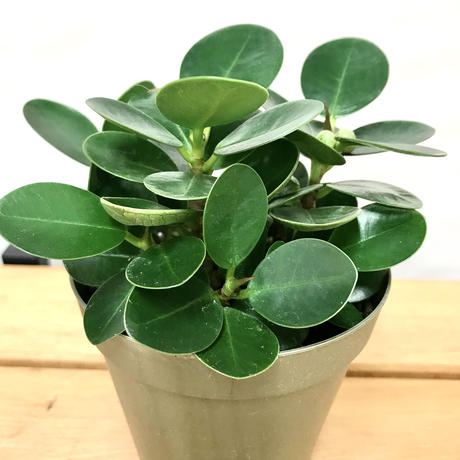 パンダガジュマル Stores