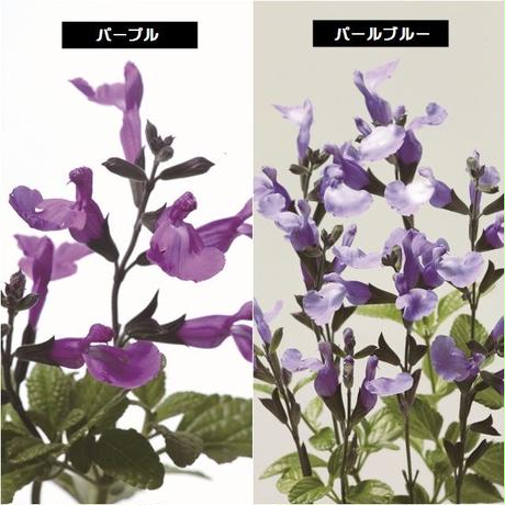 56f9da0a2b3492dcb4000693