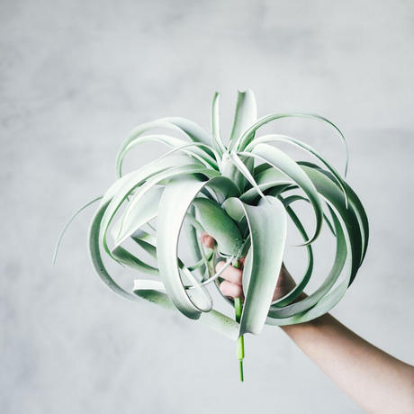 キセログラフィカ Stores