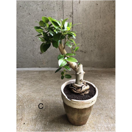 5ec703edbd217820be86f15c