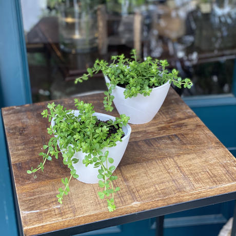 ペペロミア Stores