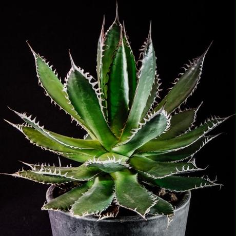 アガベ ホリダ Agave Horrida | Bloomsbury PLANTS