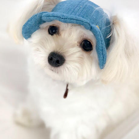犬の帽子 Stores 犬の帽子 Stores