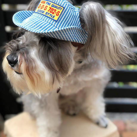犬の帽子 Stores 犬の帽子 Stores