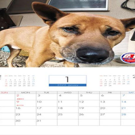 【予約販売】 犬の大吉 2023年 壁掛けカレンダー KK23170