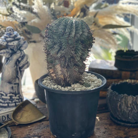 ユーフォルビアホリダ Stores