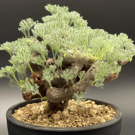 実生 モンソニア ムルチフィダ 良型 開花株 Monsonia multifida / モンソニア・ムルチフィダの育て方【実生