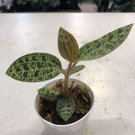 ジュエルオーキッド Stores