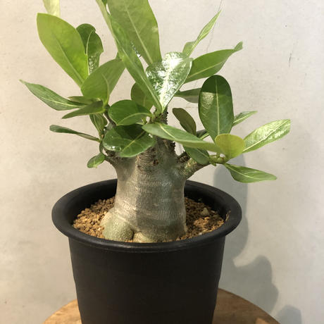 アデニウムアラビカム Stores