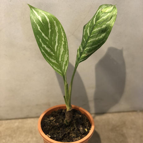 アグラオネマカーティシー Stores