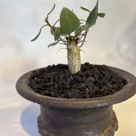 ☆現地球超古木、爆安！！☆ フォークイエリア コルムナリス 観峰玉  