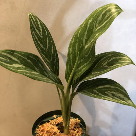 21a W新作 送料無料 アグラオネマ ニティドゥム カーティシー 0812 01 植物 観葉植物 インテリア 住まい 小物 10 800 Thepegeek Com