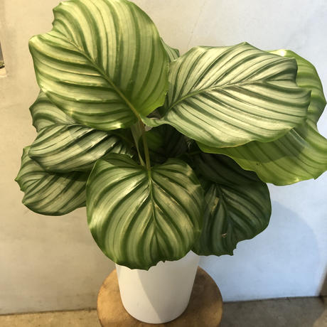 カラテアオルビフォリア Stores