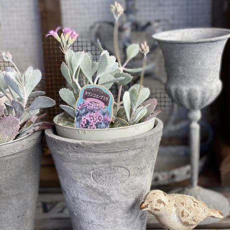 カランコエ Stores