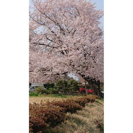 5be3735f434c7275b2000100