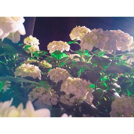 5ad14df35496ff5c3c0007bd
