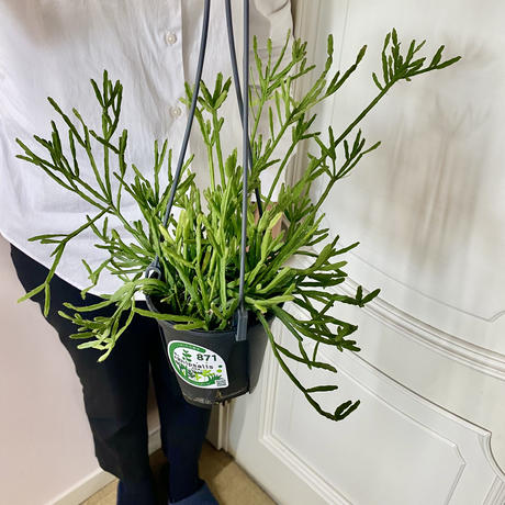 花のギフト Stores