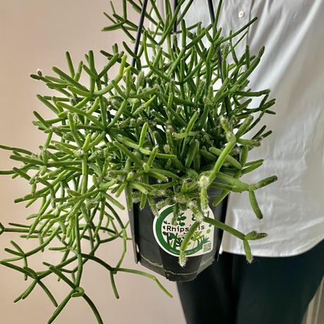 花のギフト Stores