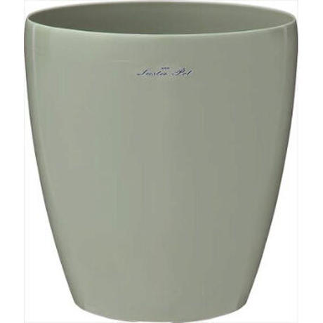 シマトネリコ Stores