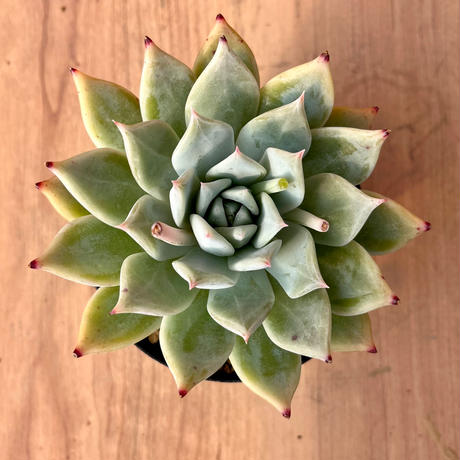 133、Echeveria colorata f.brandtii