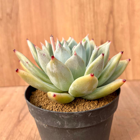 133、Echeveria colorata f.brandtii