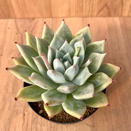 133、Echeveria colorata f.brandtii