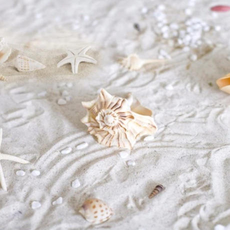 あなたのためのイラスト 50 貝殻 画像 おしゃれ