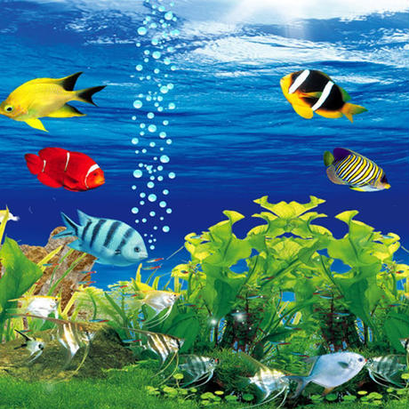すべての花の画像 新鮮な熱帯魚 壁紙 Iphone すべての花の画像 新鮮な熱帯魚 壁紙 Iphone