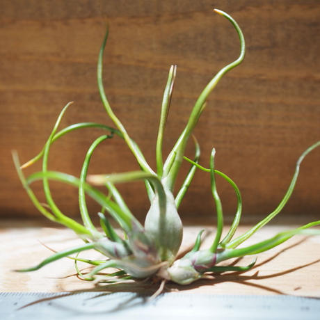 ブルボーサ Stores