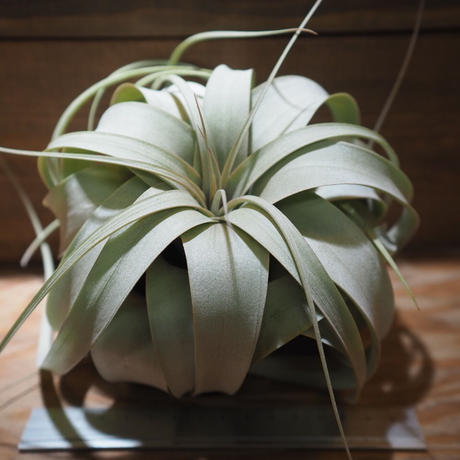 Stores エアープランツの検索結果