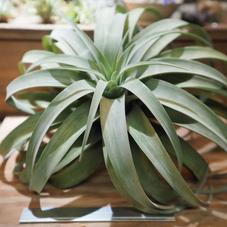 カピタータ Stores