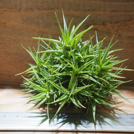 アエラントス Stores