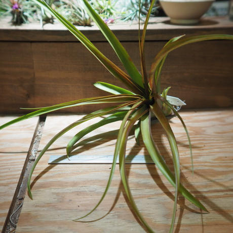 カピタータ Stores