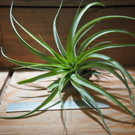 ブラキカウロス Stores