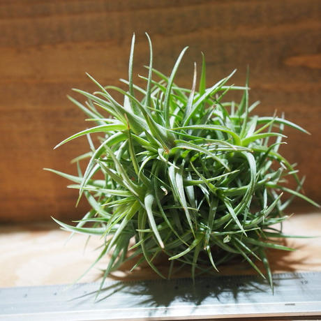 アエラントス Stores