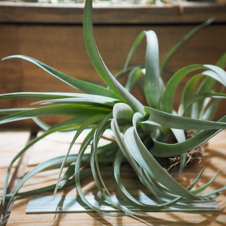 カピタータ Stores