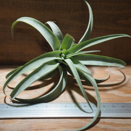 カピタータ Stores