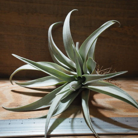 カピタータ Stores