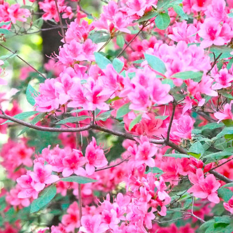 5b0e62815496ff58e500036a