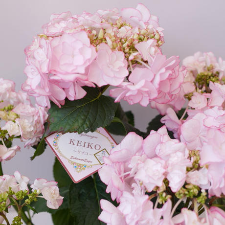 Keiko Stores Keiko Stores