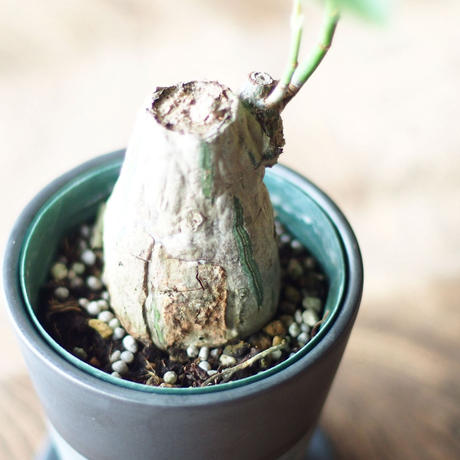 ボンバックス Stores