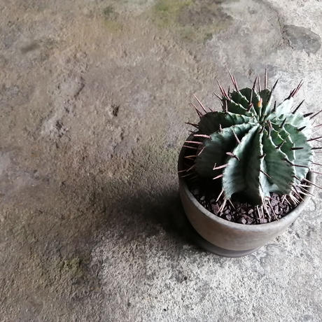 ユーフォルビアホリダ Stores